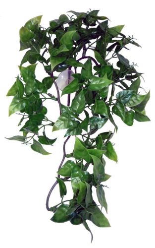 Philodendron Plant 30cm