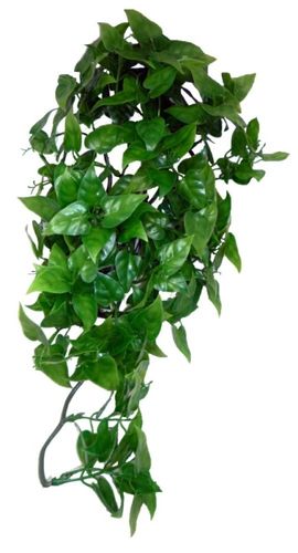 Philodendron Plant 40 cm