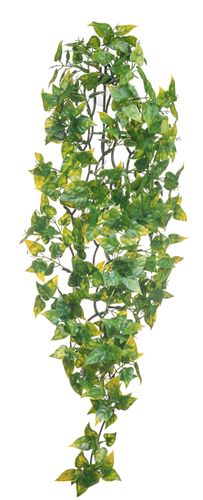 Philodendron Plant  60cm