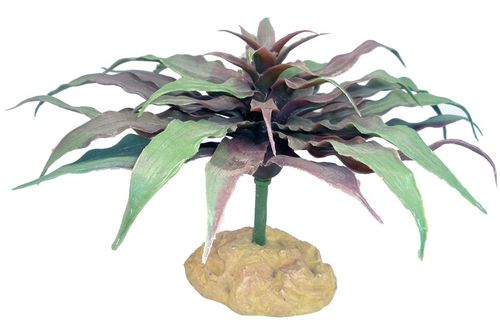 Rastlina do terária Star Cactus 13cm