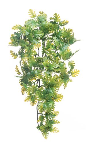 Split Philodendron Plant 40cm